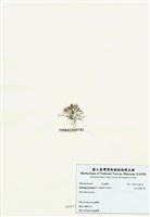 藏品(匍匐擬石花)的圖片